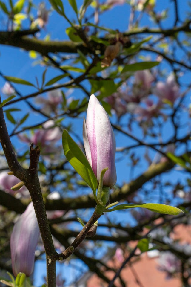 GARDEN TIPS - Tree